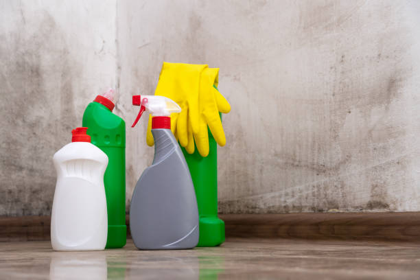 Why You Should Choose Our Mold Remediation Services in Kill Devil Hills, NC